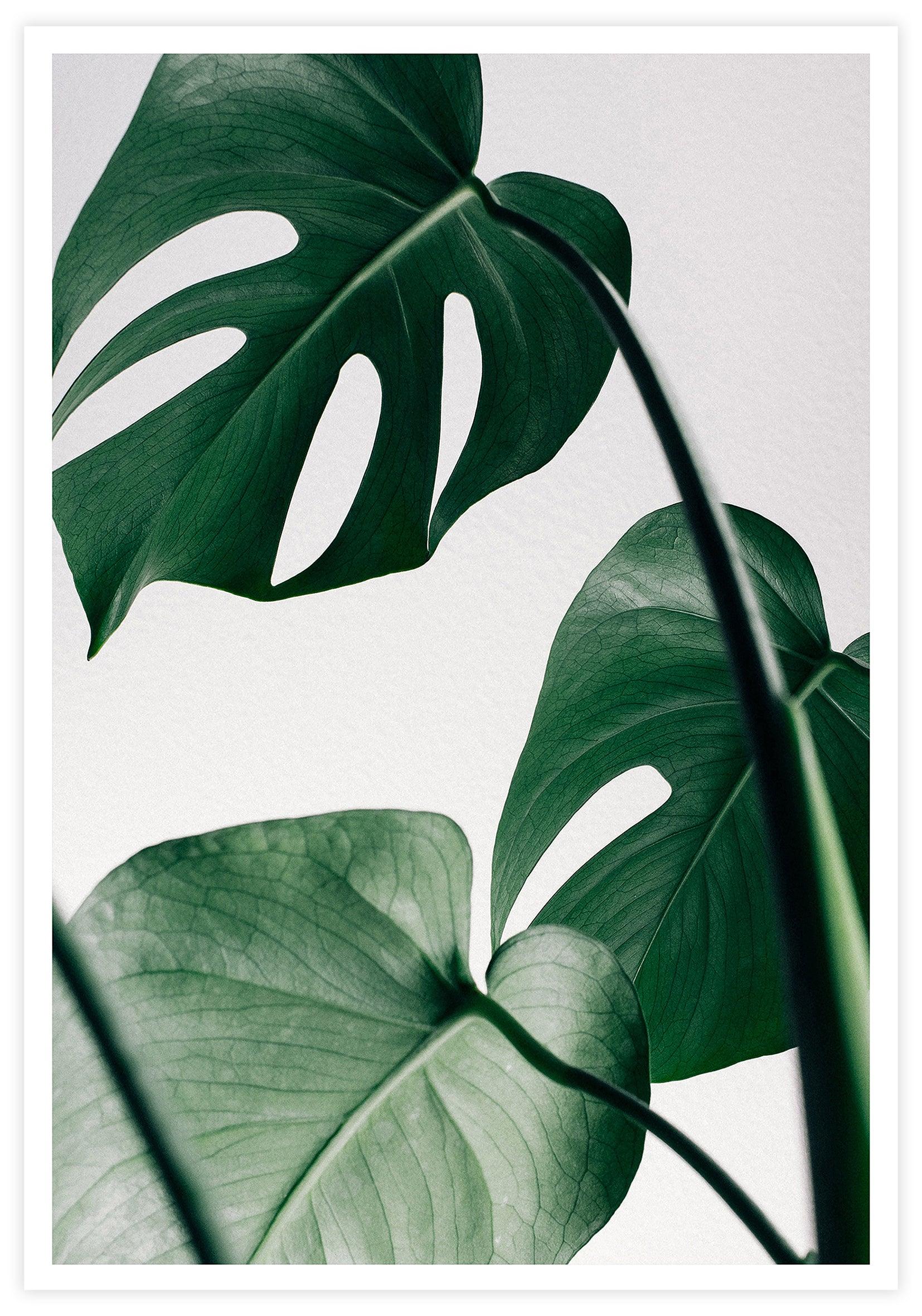 Monstera Poster - KAMAN