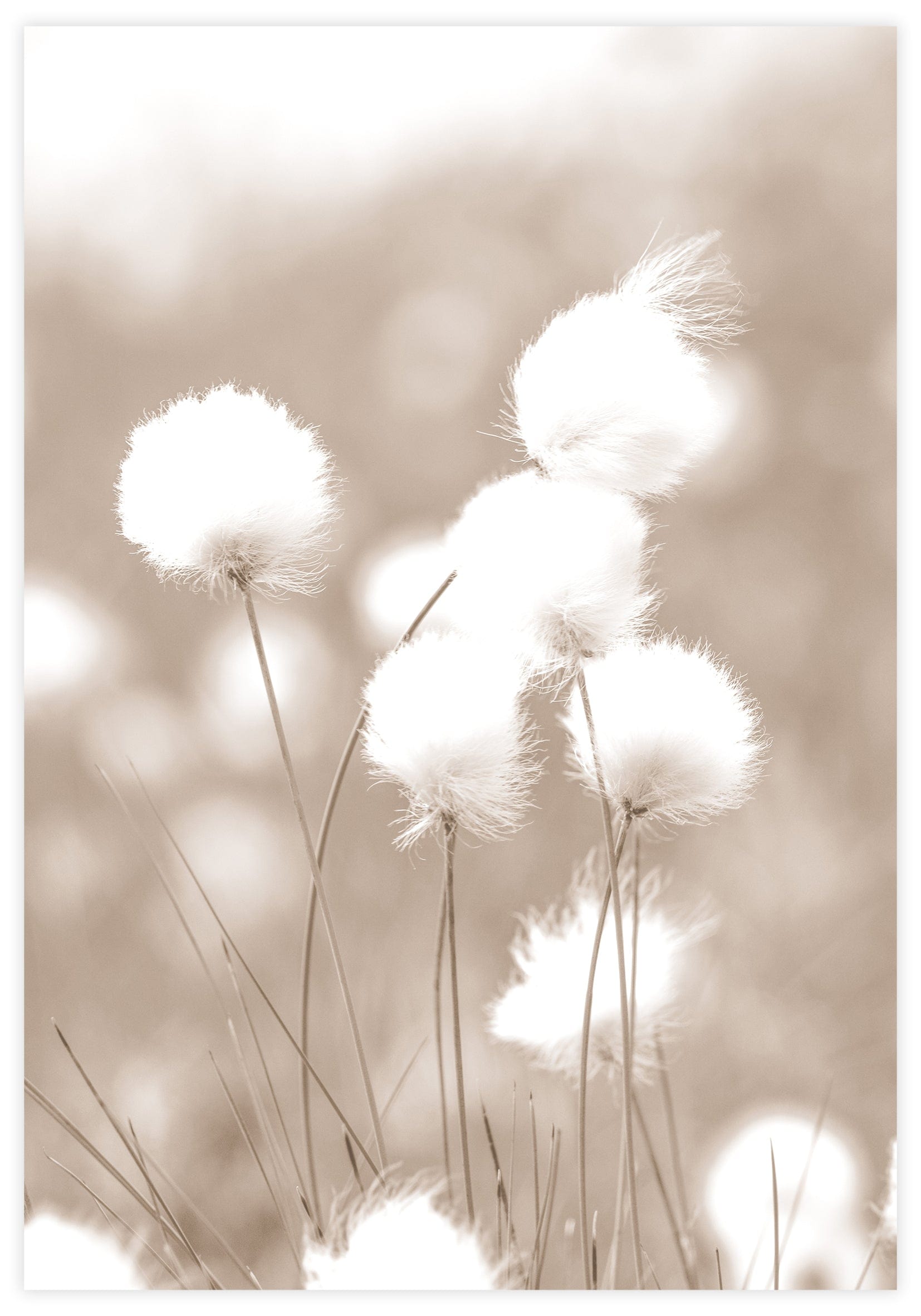 Cottongrass Poster